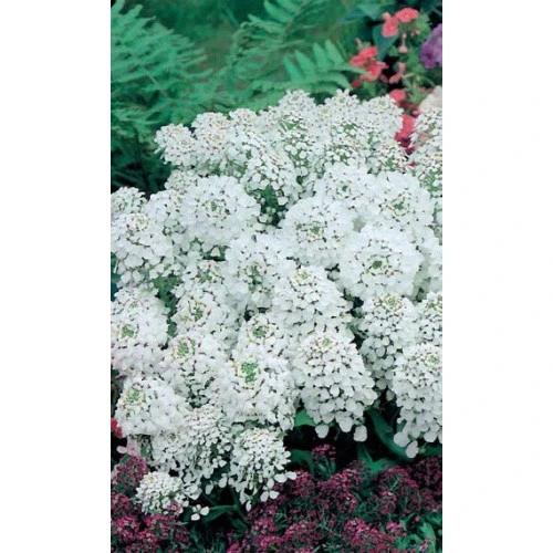 Семена Иберис Белый Гиацинт зонтичный 0,15гр (УД) Е/П