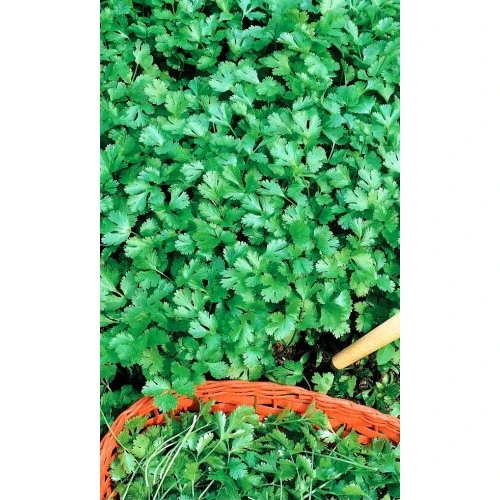 Семена Кориандр (кинза) Здоровяк 2гр (УД) Е/П