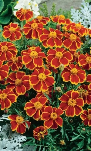 Семена Бархатцы отклоненные Шаловливая Мариэтта 0,4 гр (УД) Е/П