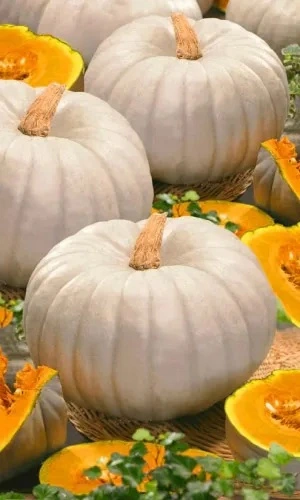 Семена Тыква Сладкая пышка - крупноплодная 6 шт (УД) Е/П