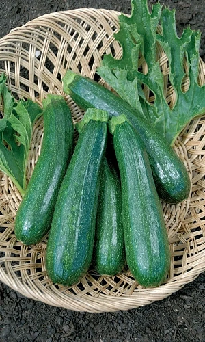 Семена Кабачок Гордость Урала - цукини 10шт (УД) Е/П