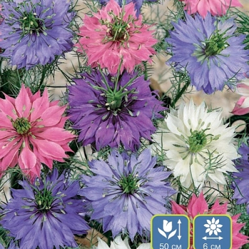 Семена Нигелла домасская Смесь окрасок 0,2гр (УД) Е/П