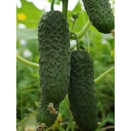 Семена Огурцы Авангард 2гр (Марс) Б/П