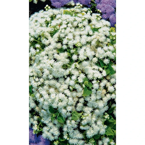 Семена Агератум Снежный сугроб долгоцветка 0.08гр (УД) Е/П