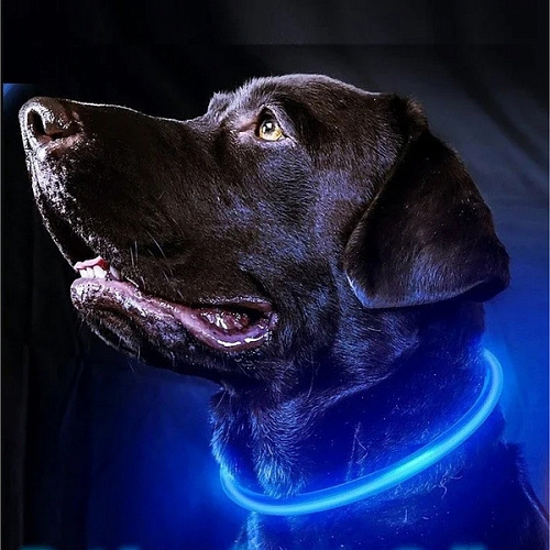 Ошейник неоновый для собак малых пород Защита Бро, цвет синий, зарядка от USB, шнур в комплекте, размер S - d 35см (пакет с подвесом)_6