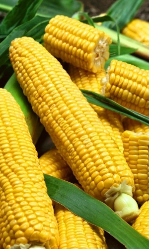 Семена Кукуруза Ранняя лакомка 121 (МАРС) Б/П