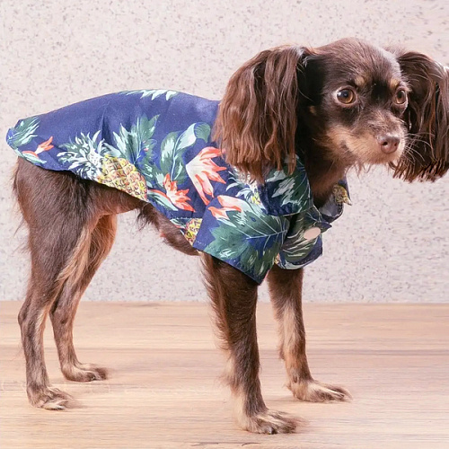 Рубашка для собак и кошек малых и средних пород СТИЛЬНЫЙ БРО, цвет синий, принт ананасы с цветами, размер S_5