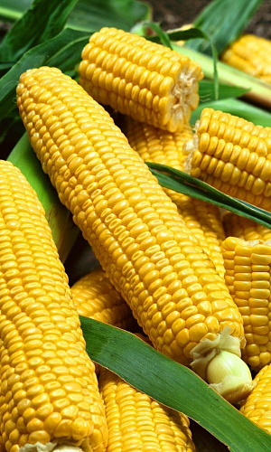 Семена Кукуруза Лакомка - сахарная 5гр (Марс) Б/П